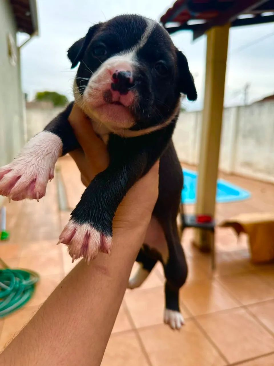 American Bully - Foto 3