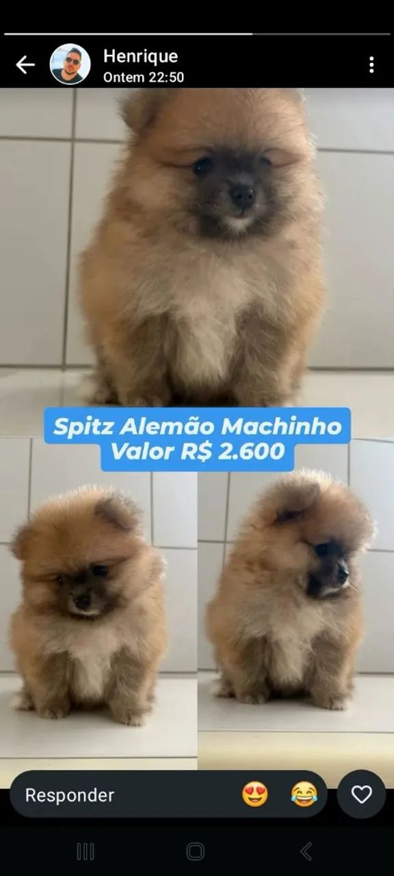SPLITZ ALEMÃO MACHINHO