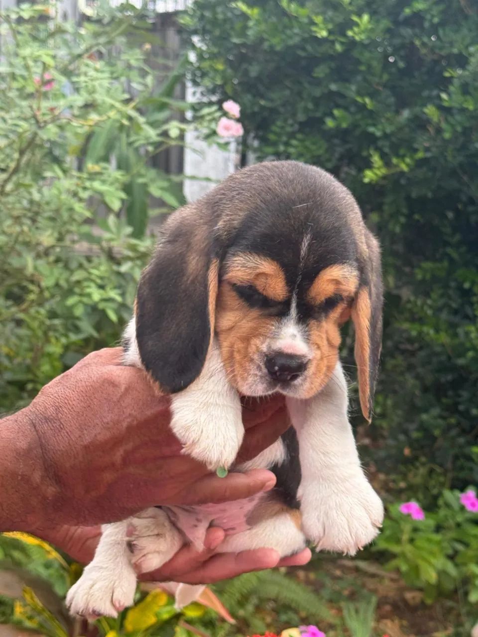 Beagle 13 polegadas com pedigree disponível para venda  - Foto 3