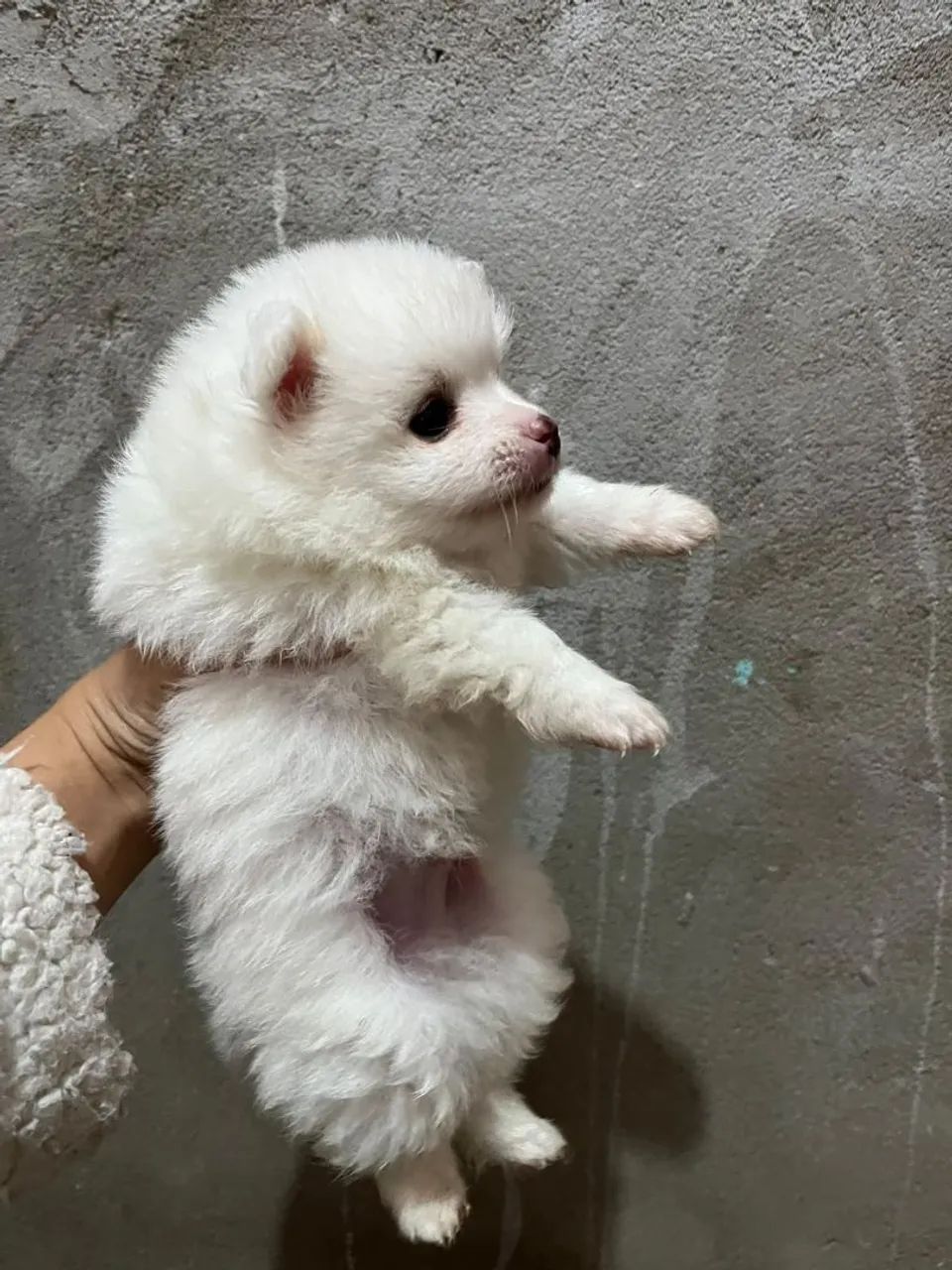Spitz alemão macho branco - Foto 3