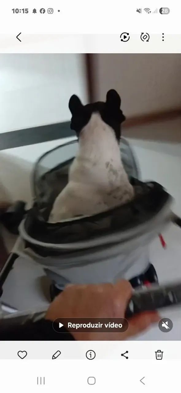 Carrinho de cachorro ?  - Foto 2