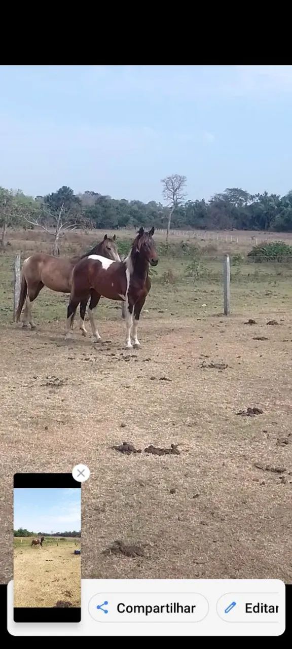 Cavalo  - Foto 4