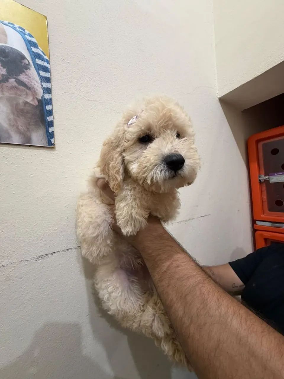 Poodle - Foto 4