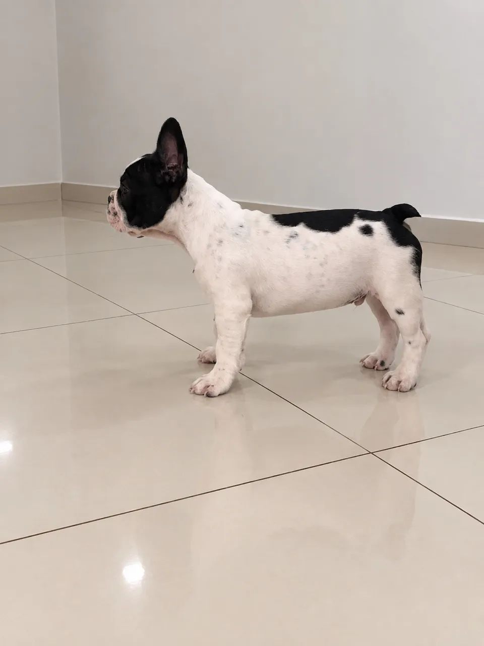 Bulldog francês macho  - Foto 2