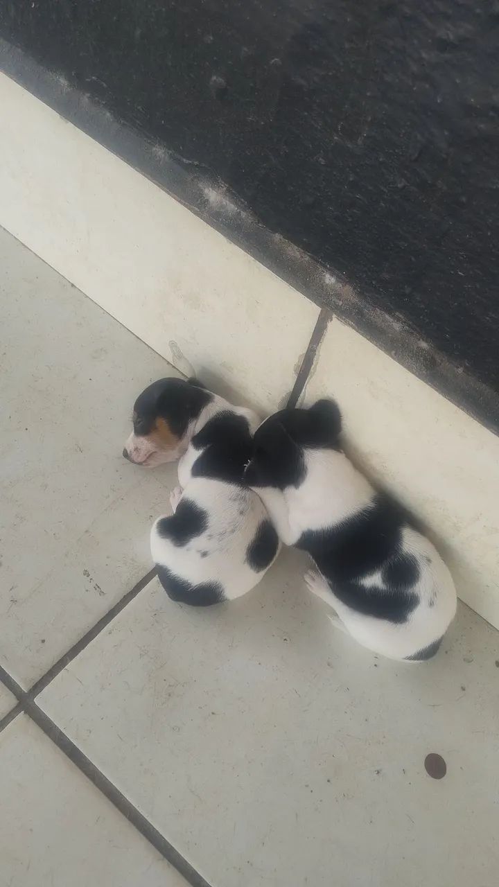 vende-se Pincher número 1