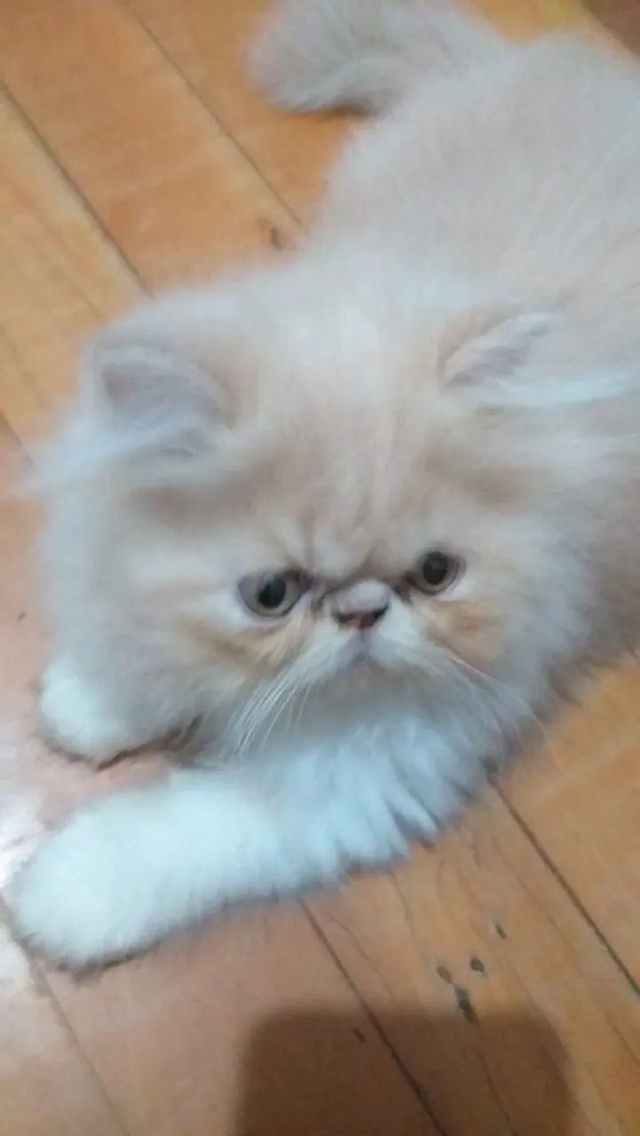 Filhotes de Gato Persa - Foto 4