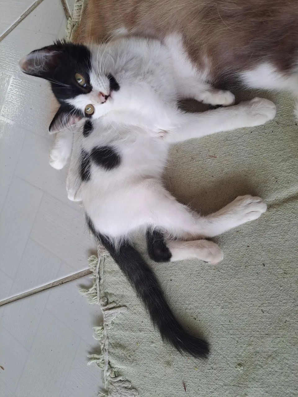 Doação de gatinha  - Foto 4