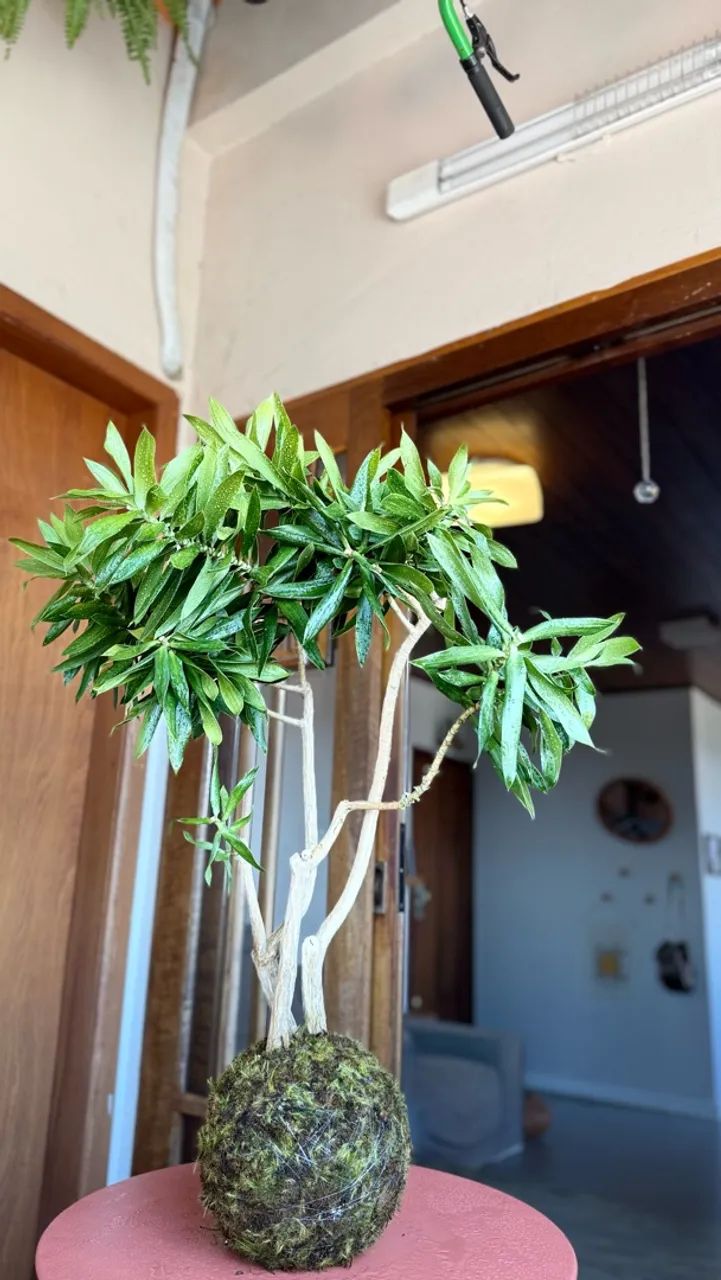 Kokedama Gigante  - Foto 2
