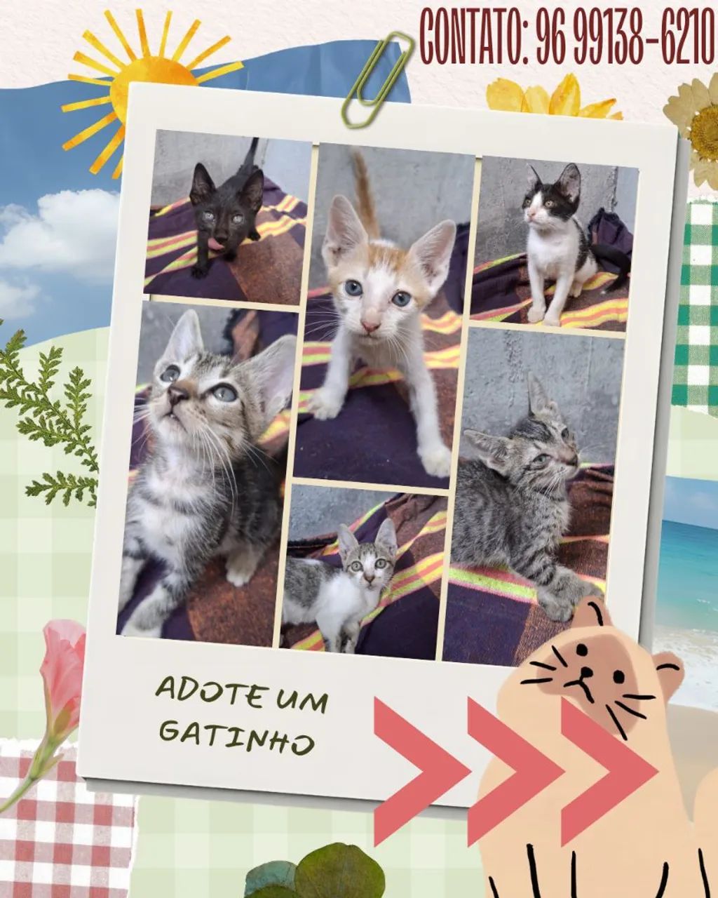 Gatinhos em adoção