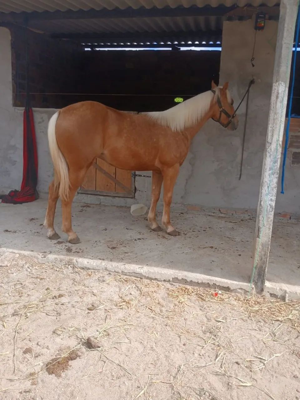 Potro quarto de milha puro  - Foto 2