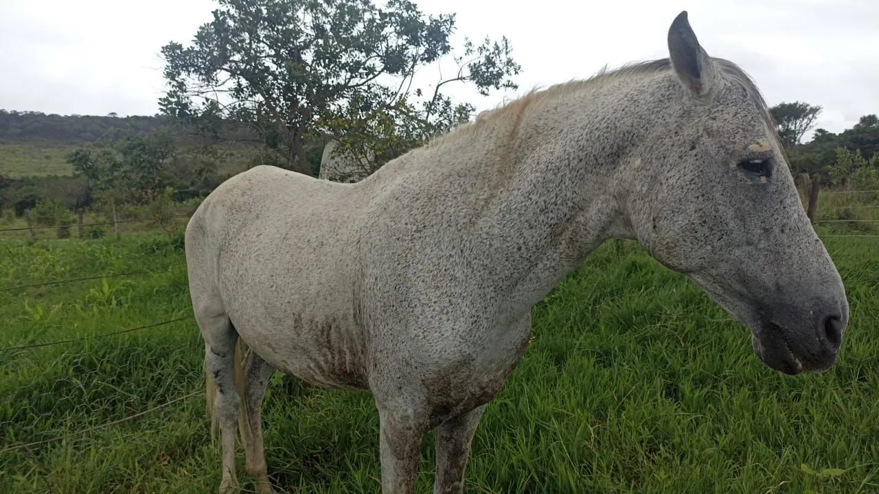 Manga larga marchador - Foto 2