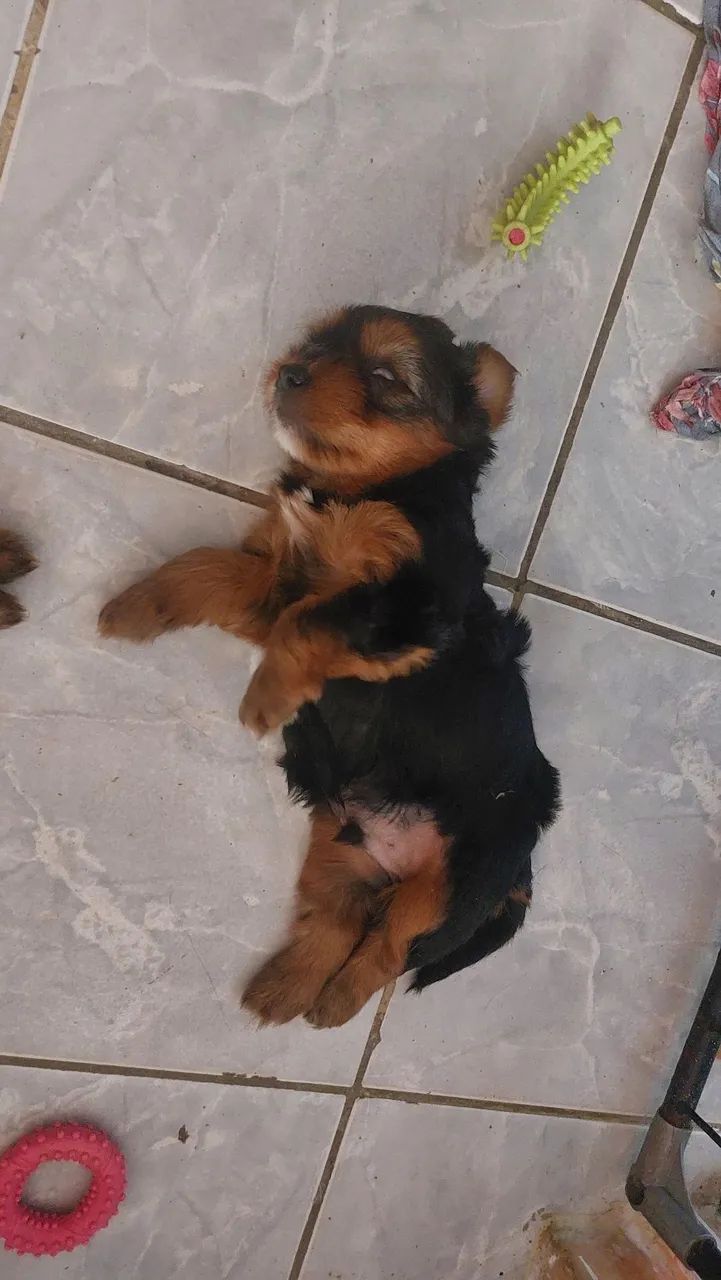 Yorkshire Terrier Macho  - Foto 3