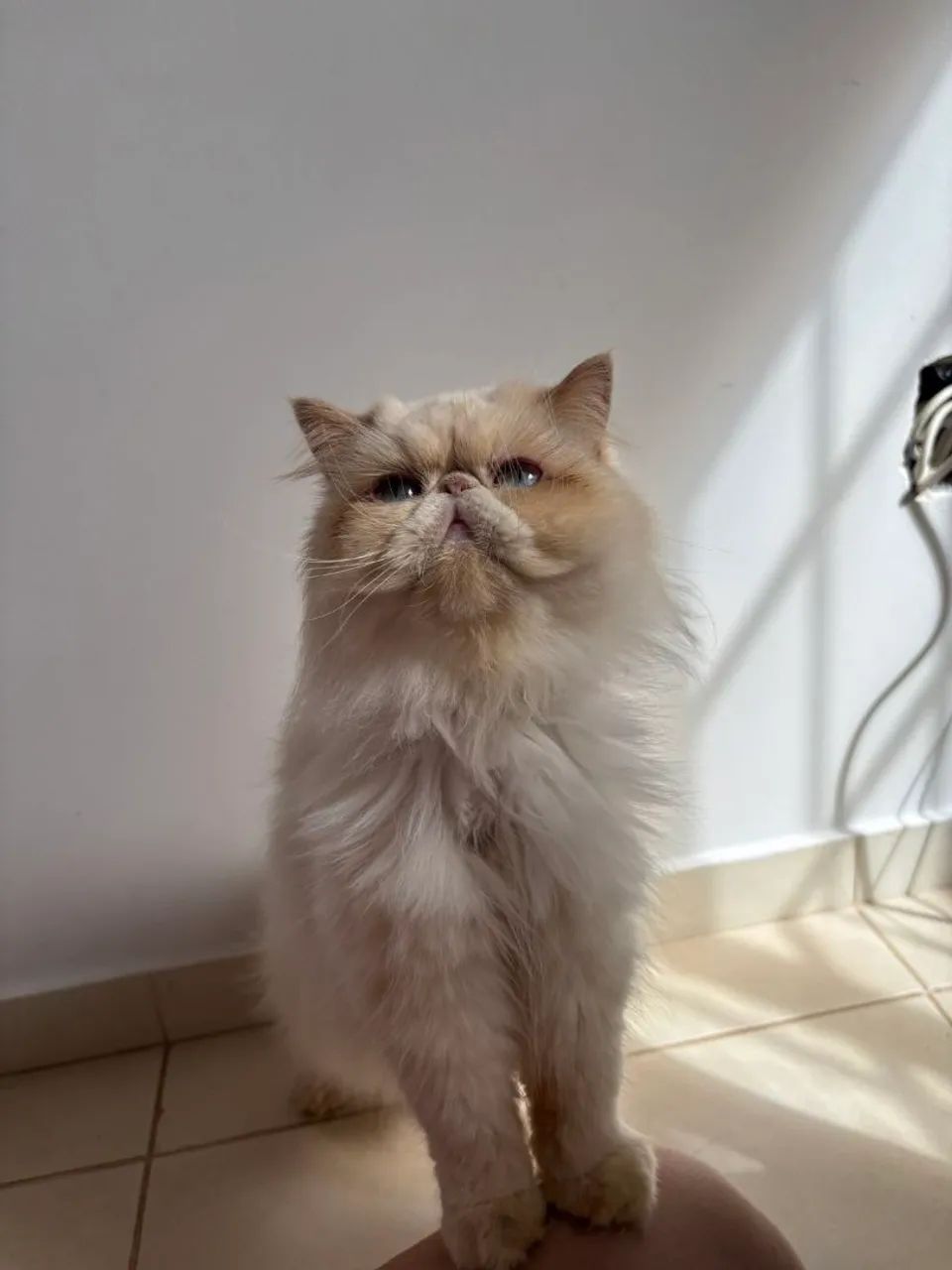 Gata Persa  - Foto 4