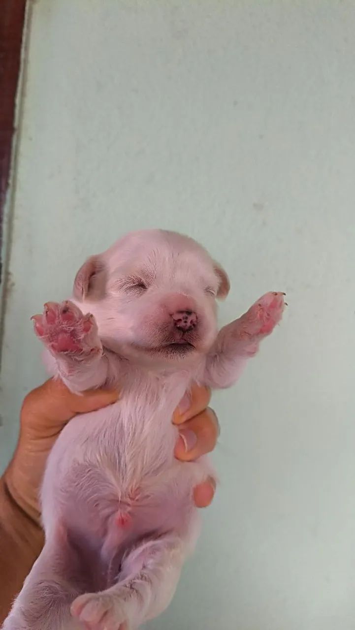 Vendo filhostes de poodle 