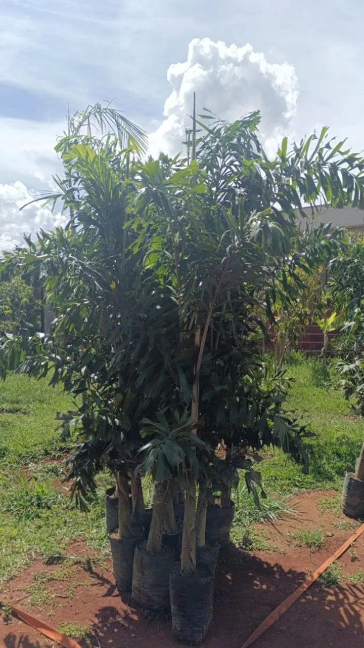  Promoção imperdível! Palmeira Rabo de Raposa - As queridinhas do momento!!!