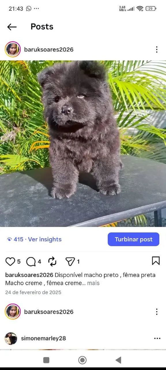 Chow Chow alto padrão  - Foto 3