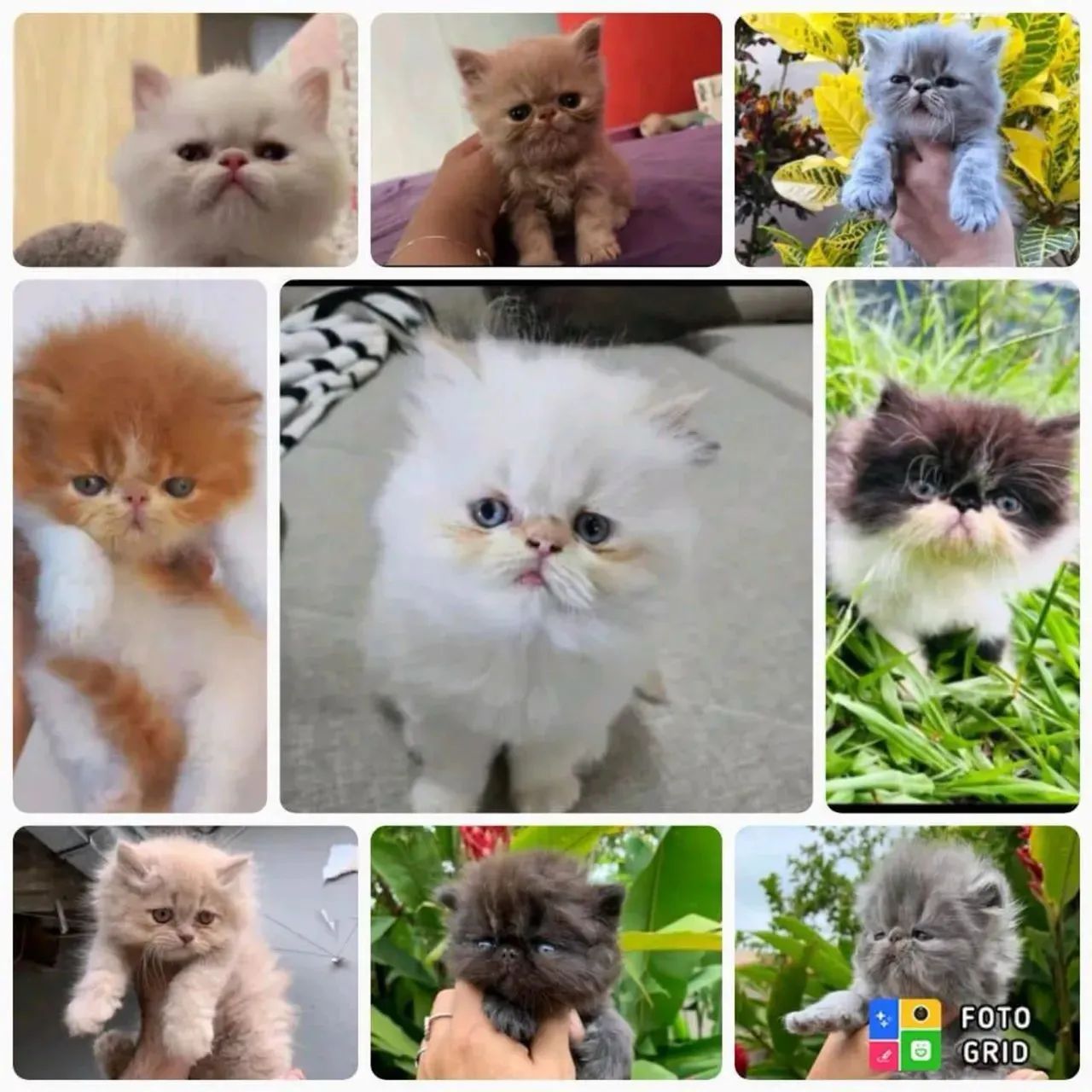 Persa Todas as cores 