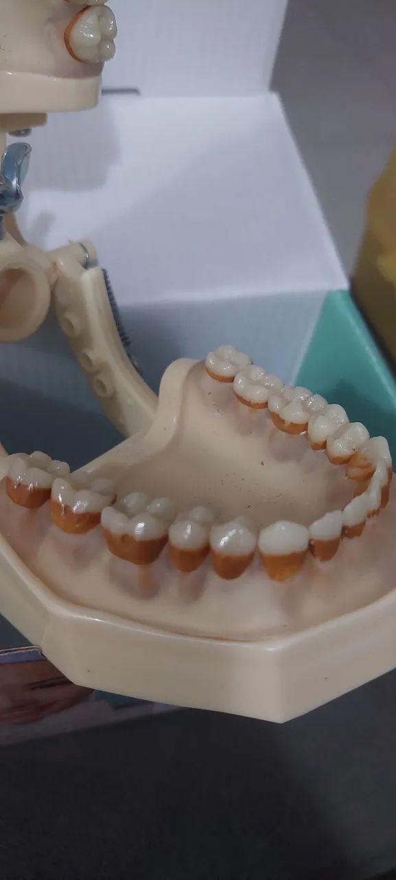 Manequim Periodontia - Foto 3