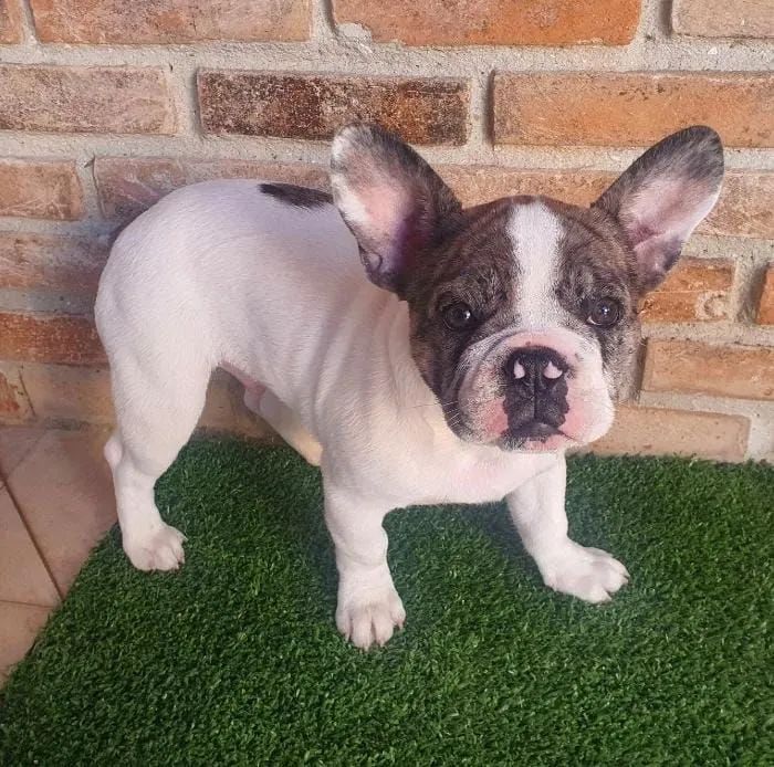 Bulldog francês filhote - Foto 5