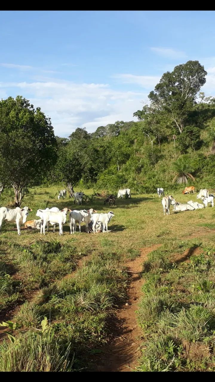 Fazenda Atibaia, Monte do Carmo, TO - Foto 3