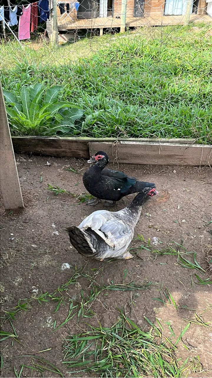 Patos  - Foto 2