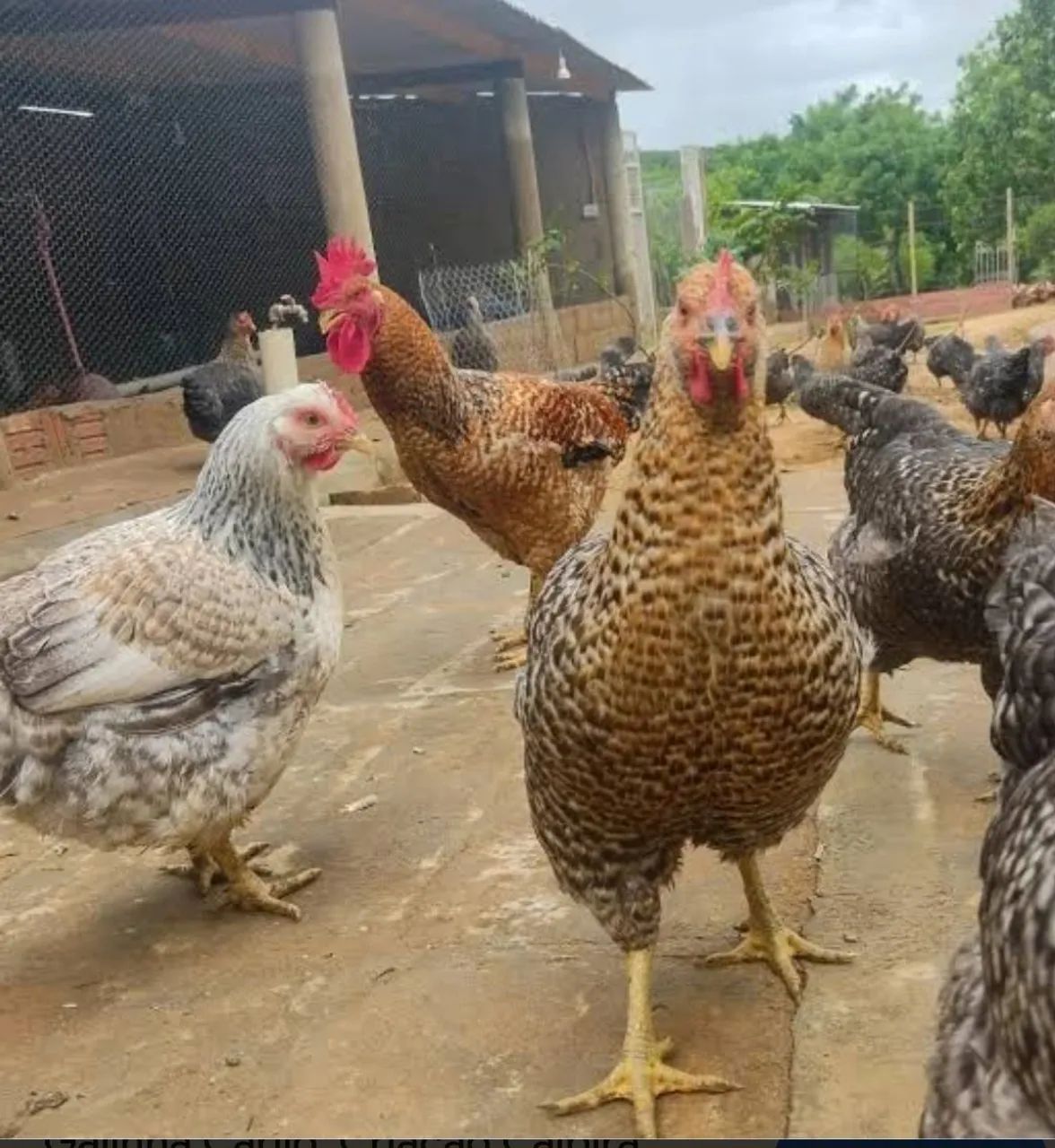 Frangos e galinha Caipirão 