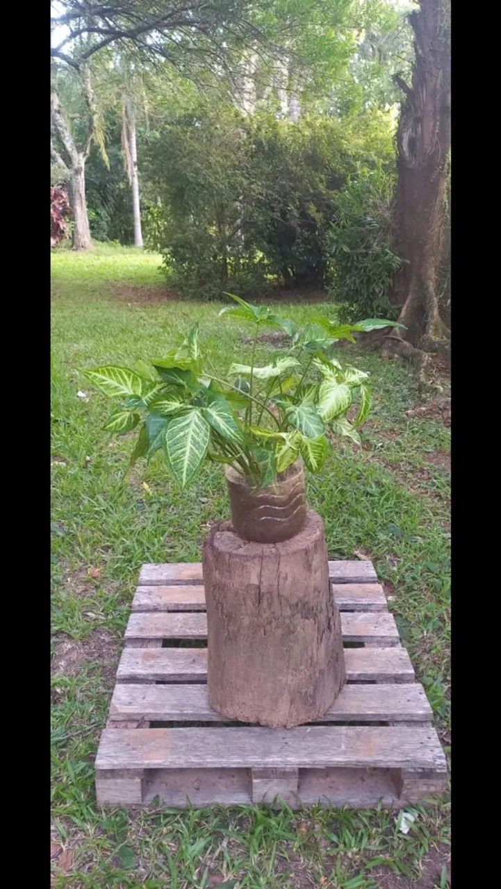 Trepadeira Singnônio