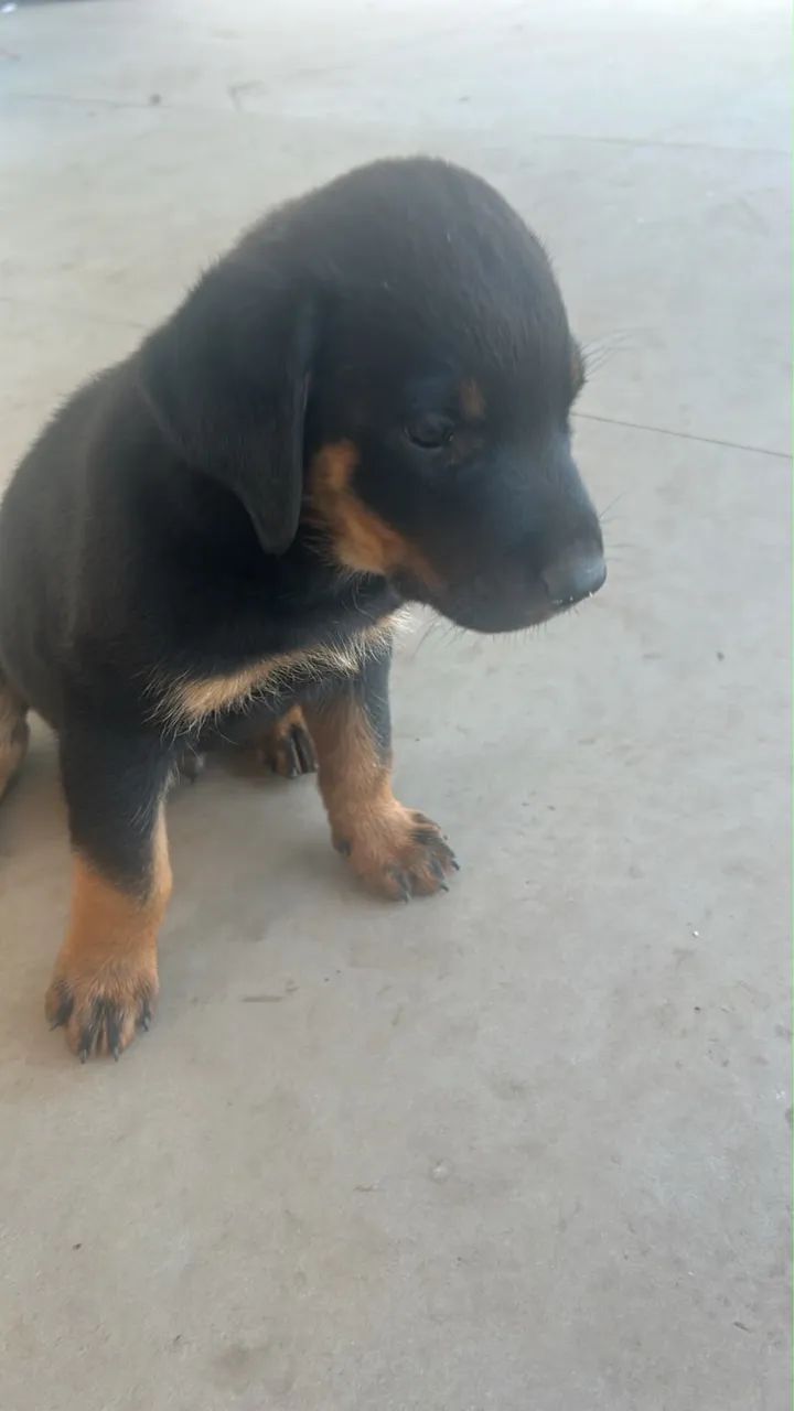 Rottweiler  - Foto 2