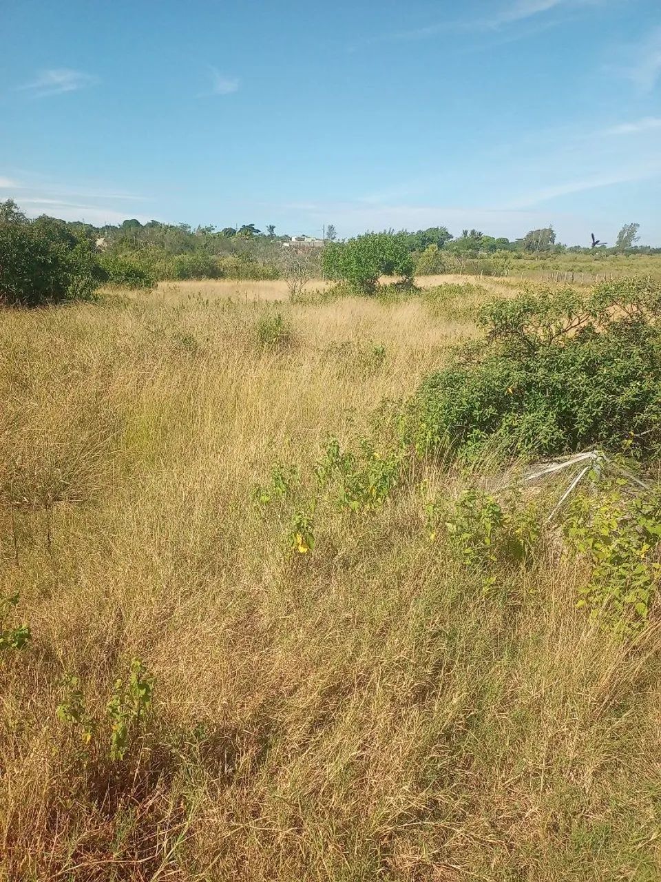 Foto - São Pedro da Aldeia - Alecrim