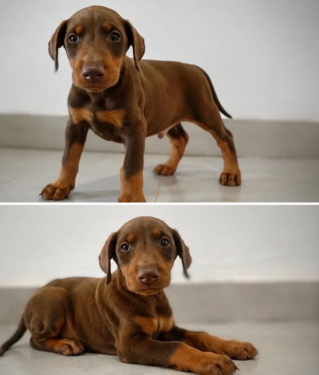 Filhote de Doberman macho - Foto 4