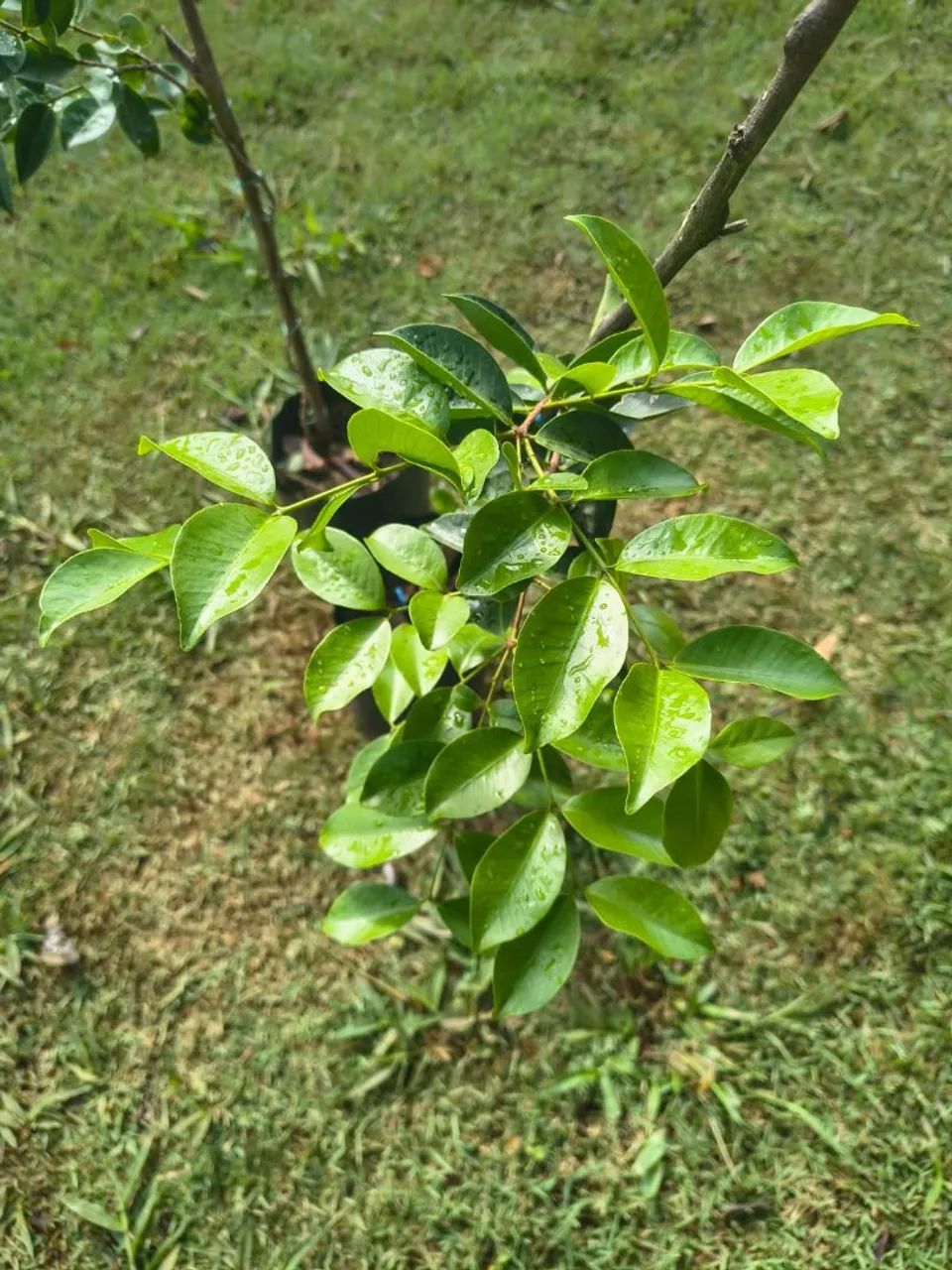 Muda de Araçá Roxo