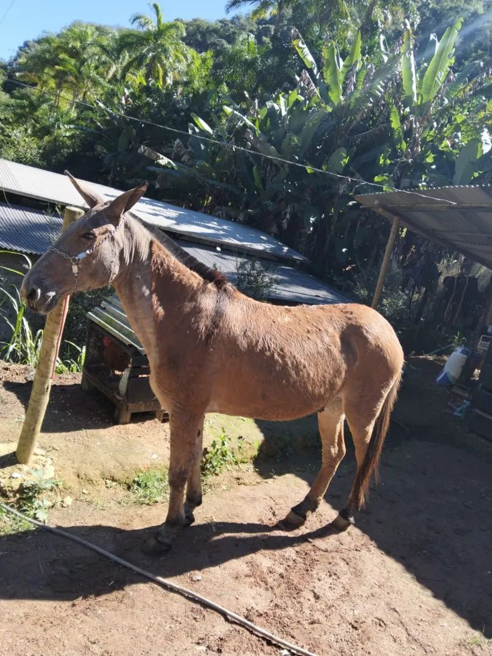 Burro manso  - Foto 2