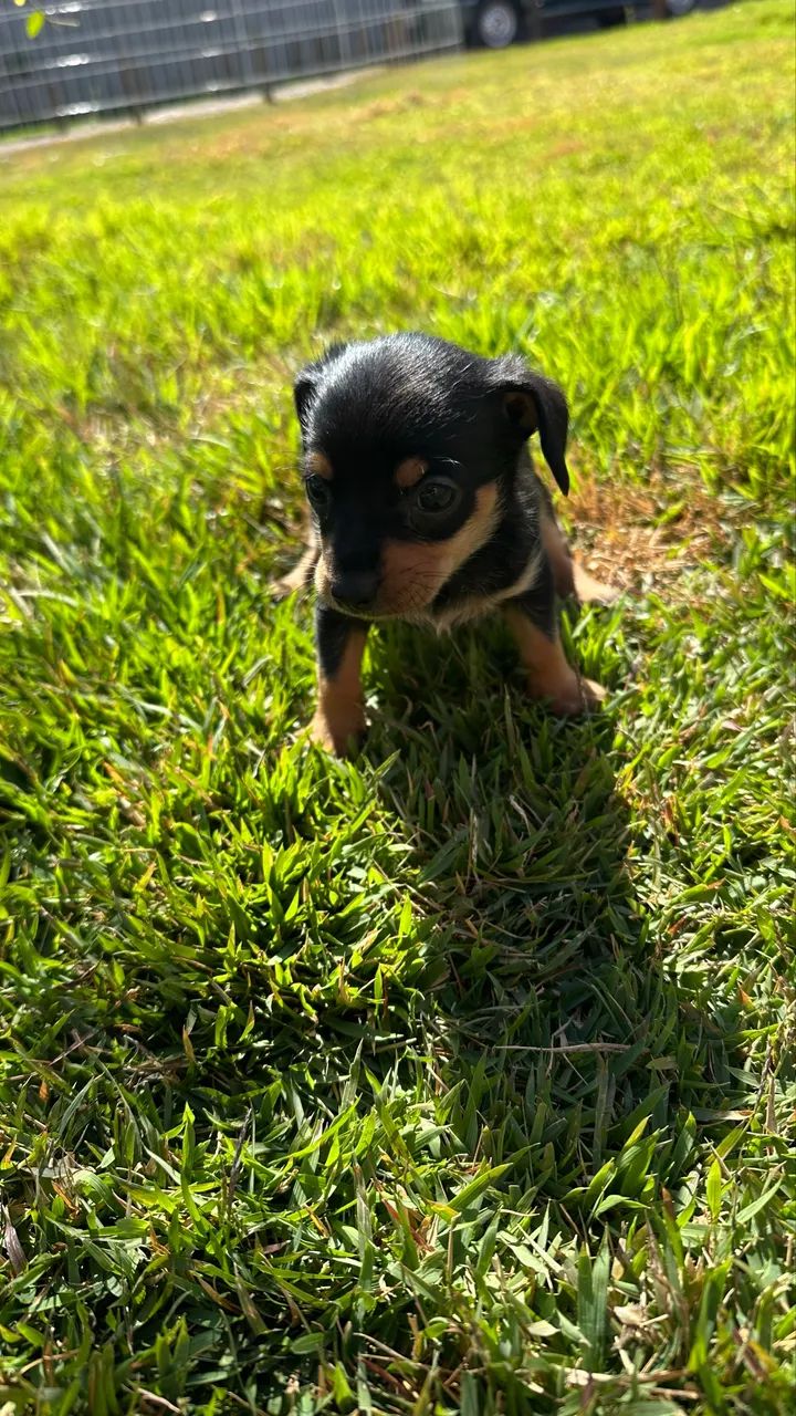 Pinscher 0 machos e fêmeas - Foto 5