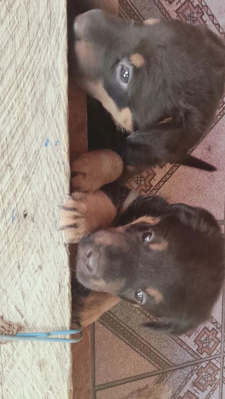 Cachorro wothivailer - Foto 4