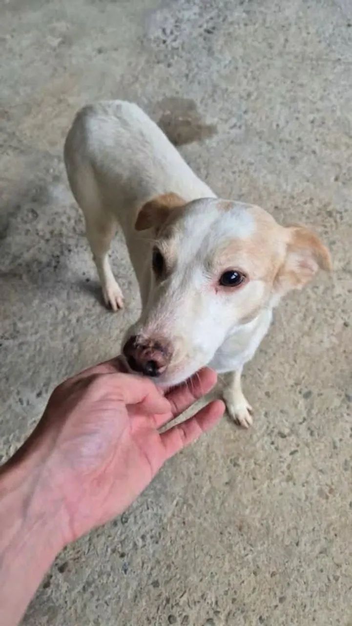 Doa-se cachorro macho (Branquinho)