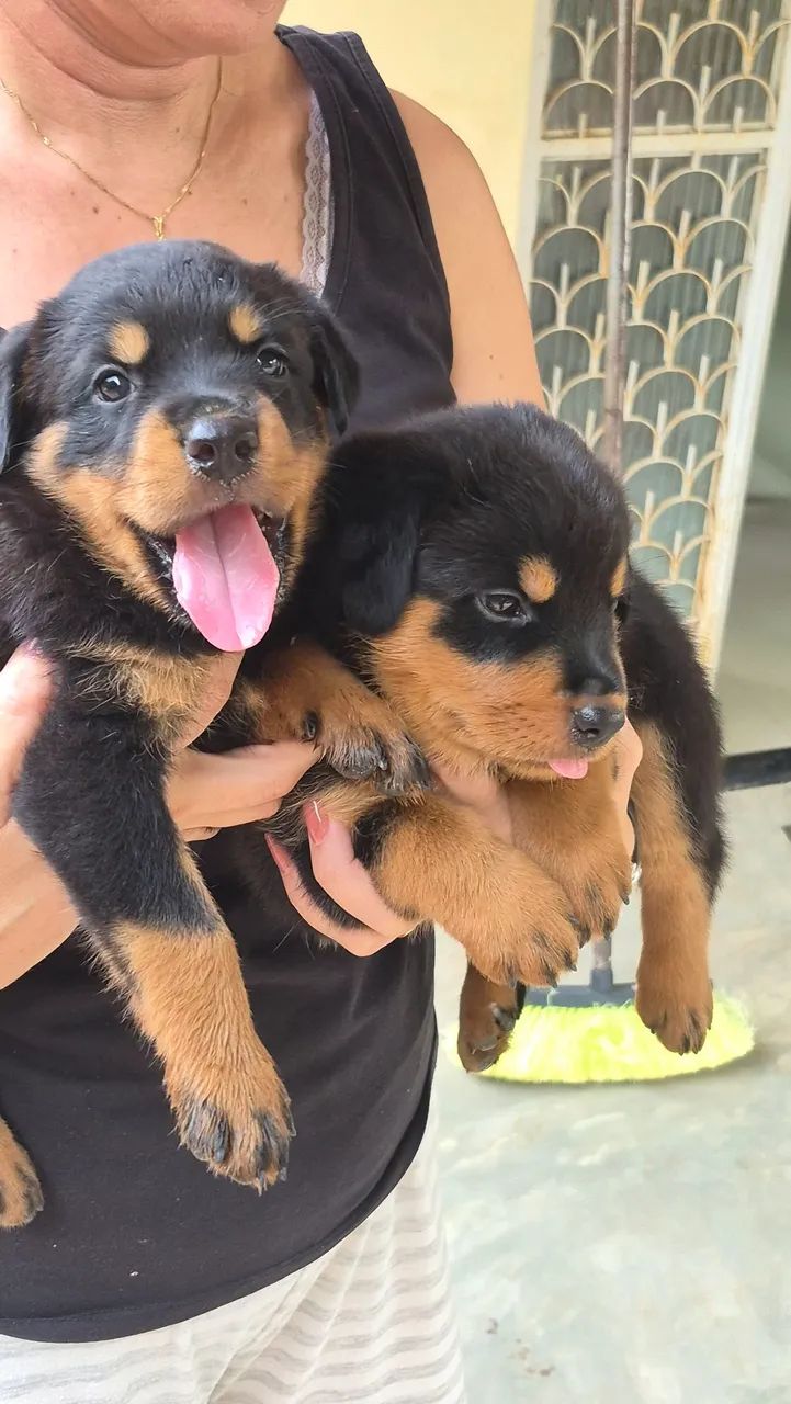 Filhotes de Rottweiler 