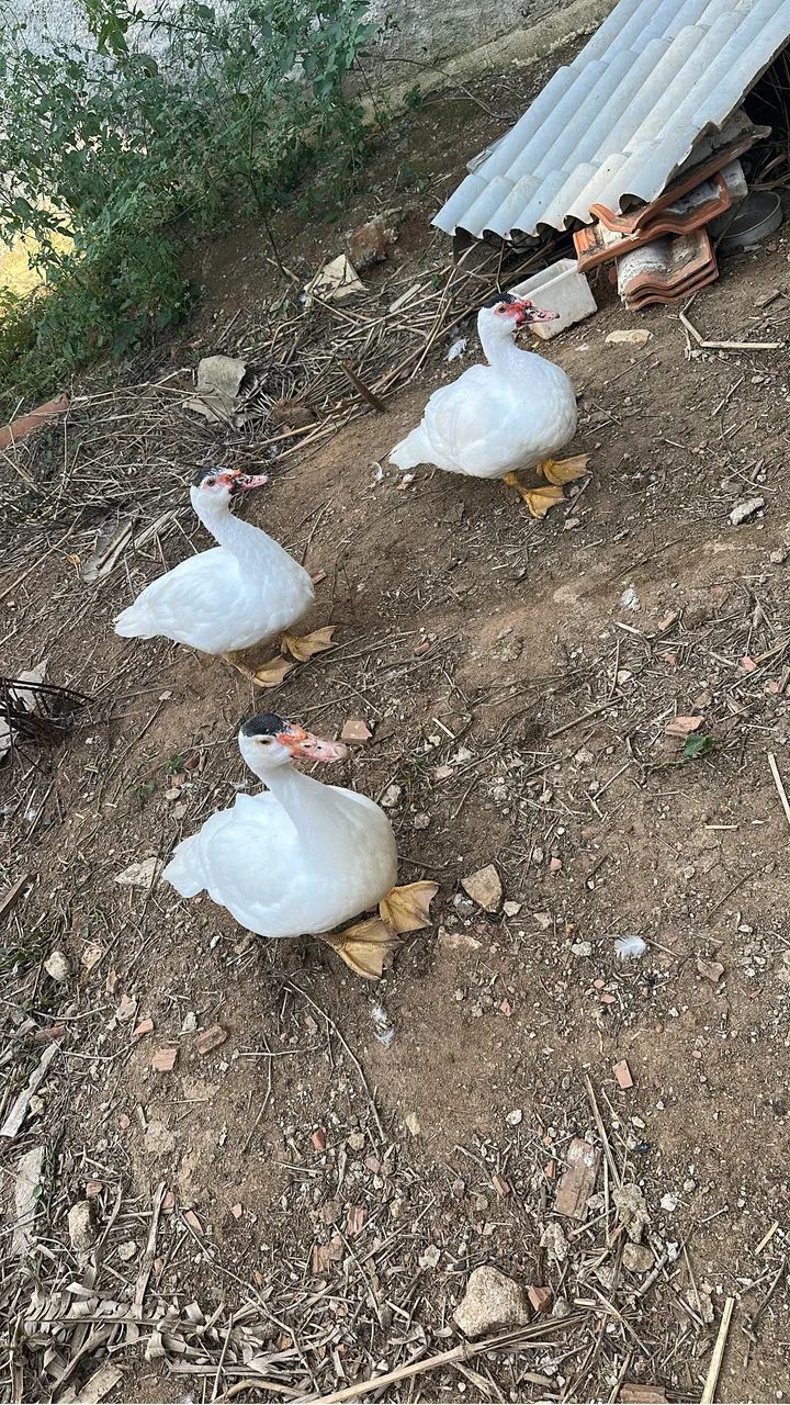 3 patos 