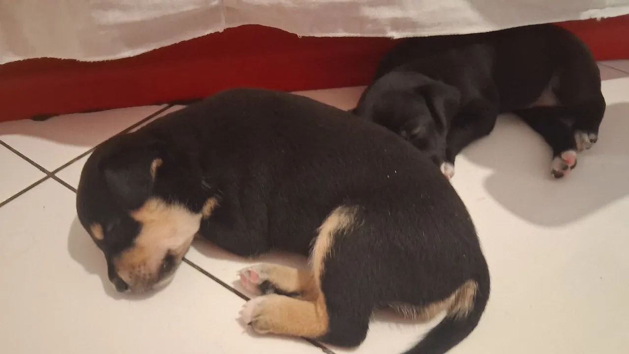 Doação  - Foto 5