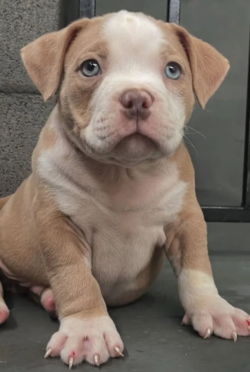 American Bully - Foto 3