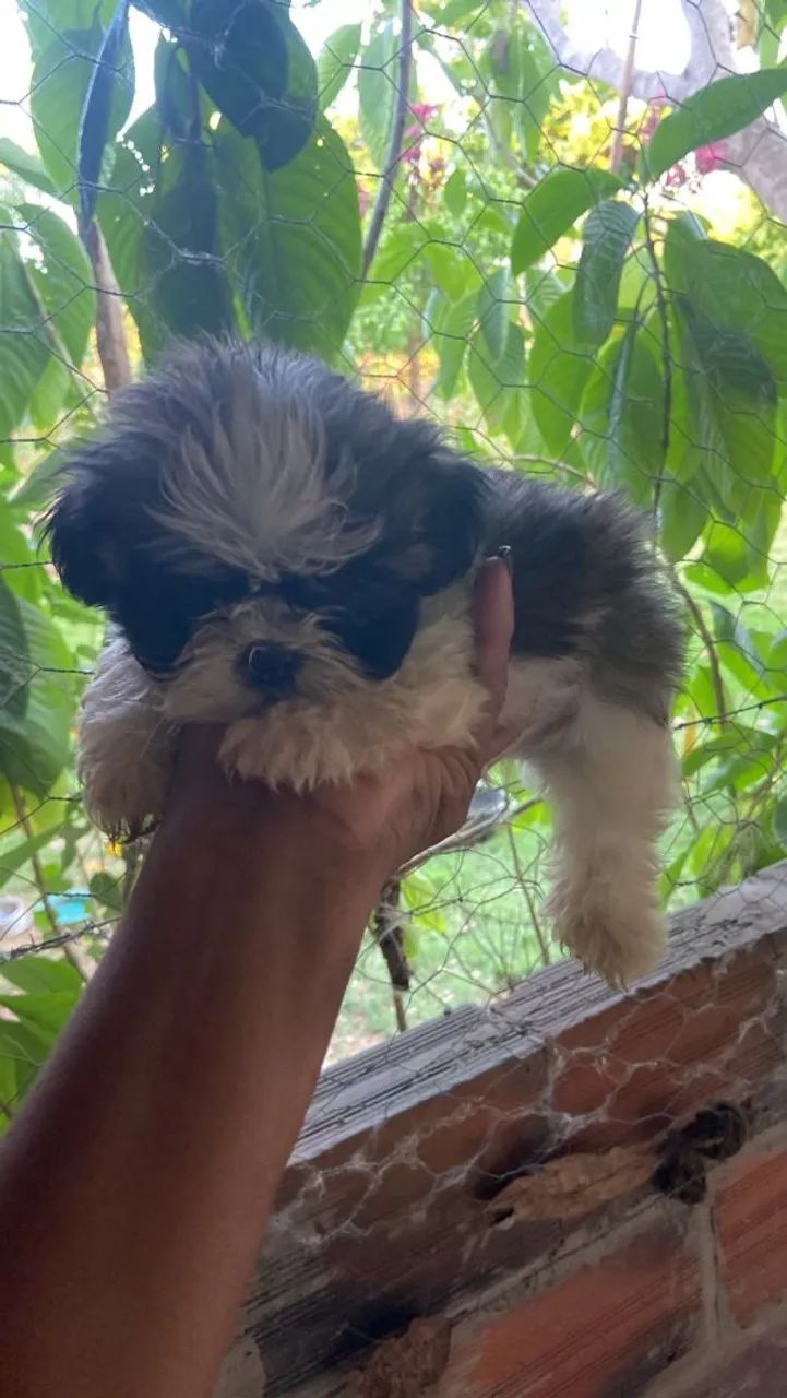 Cachorro  - Foto 2