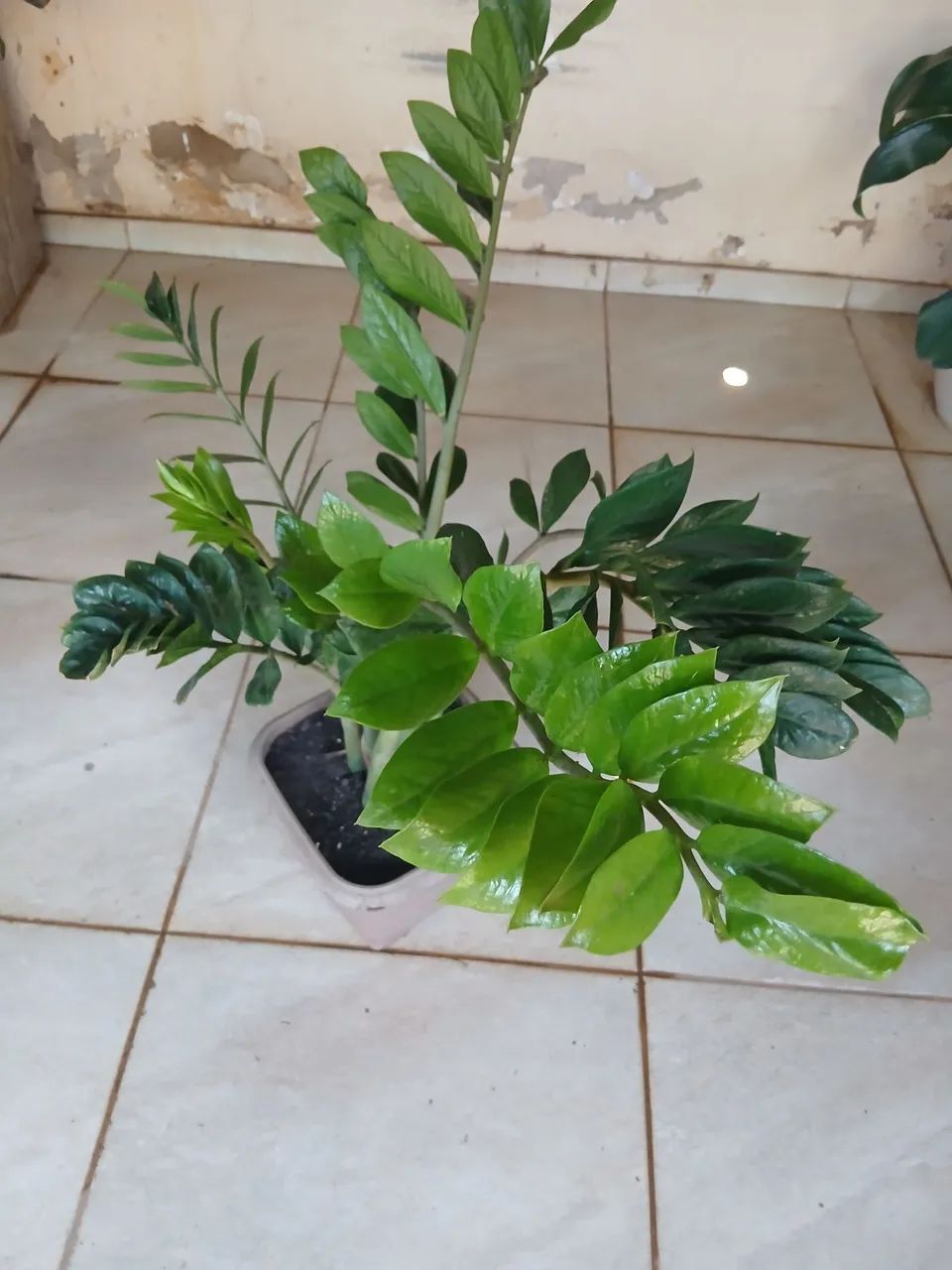 Planta 