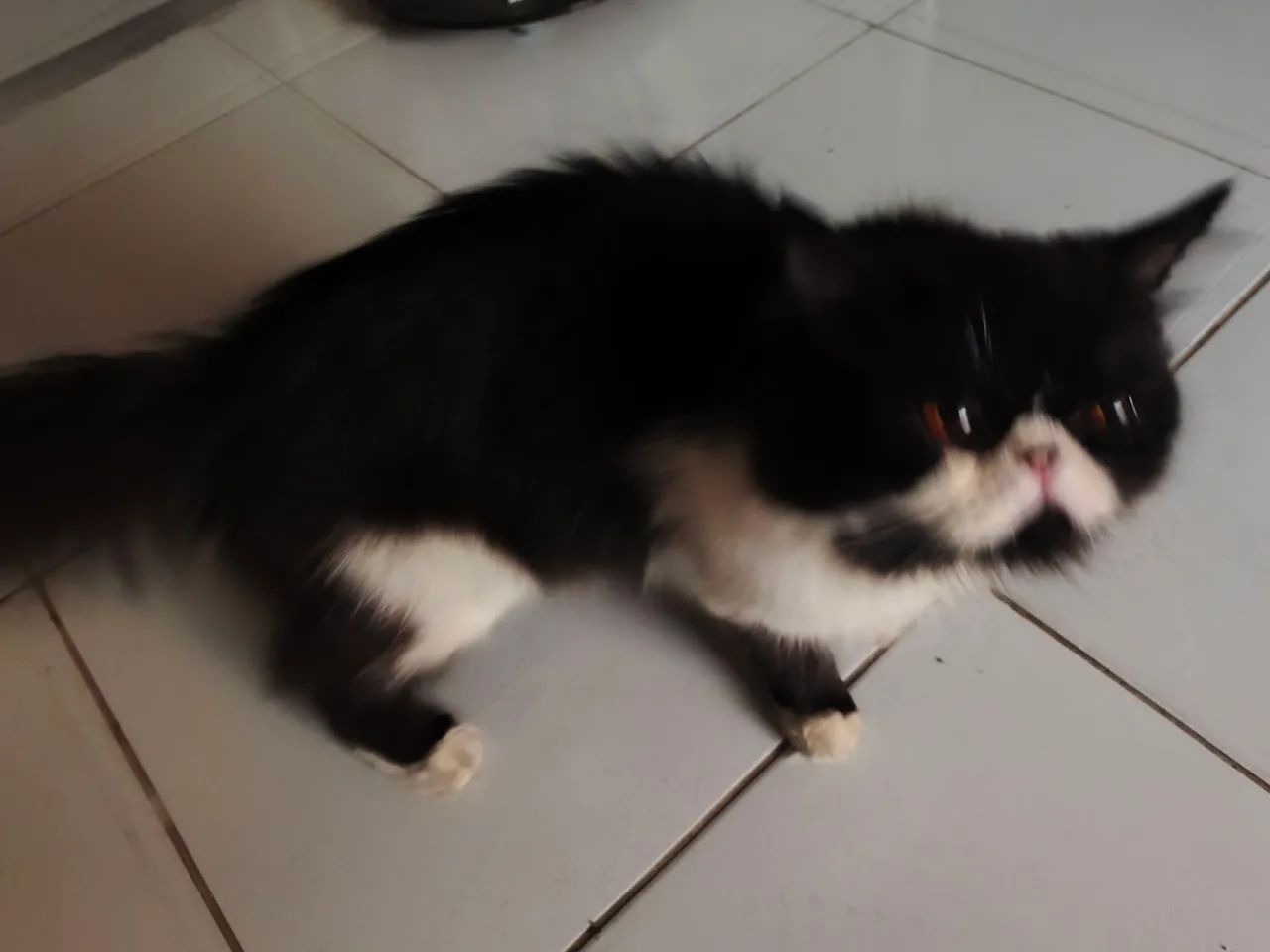 GATO PERSA 1 ANO E 9 MESES - COM DOCUMENTOS  - Foto 4