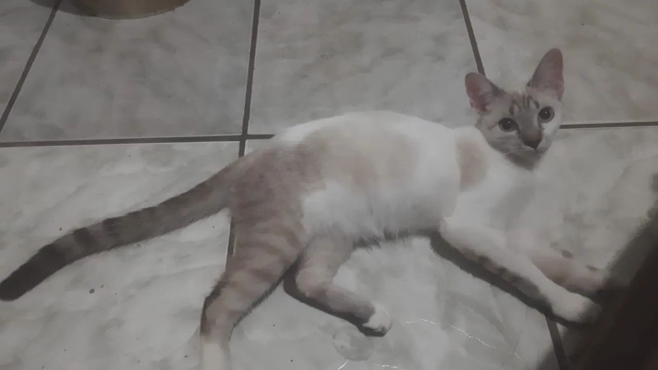 Gata sialata linda  - Foto 3