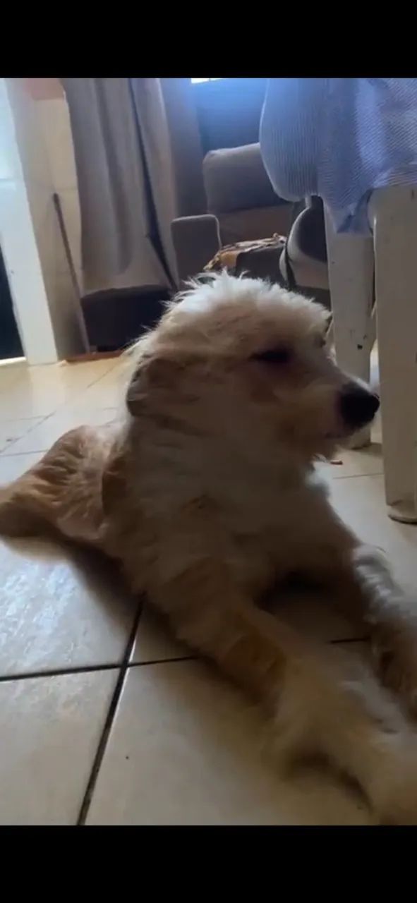 Cachorro - Foto 2