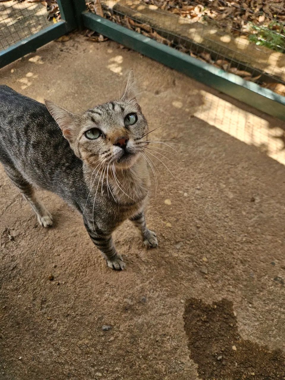 Doação Gata