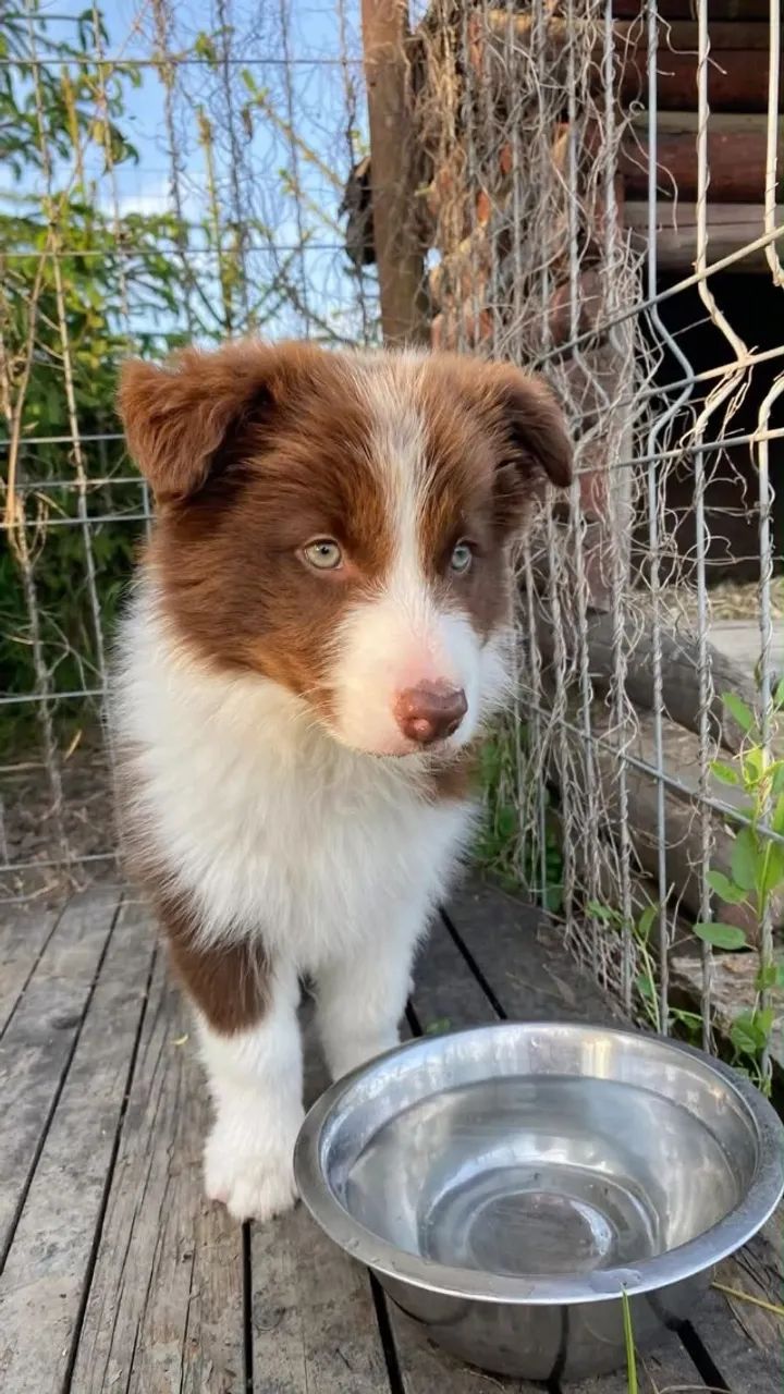 Border collie lindo e saudavel 