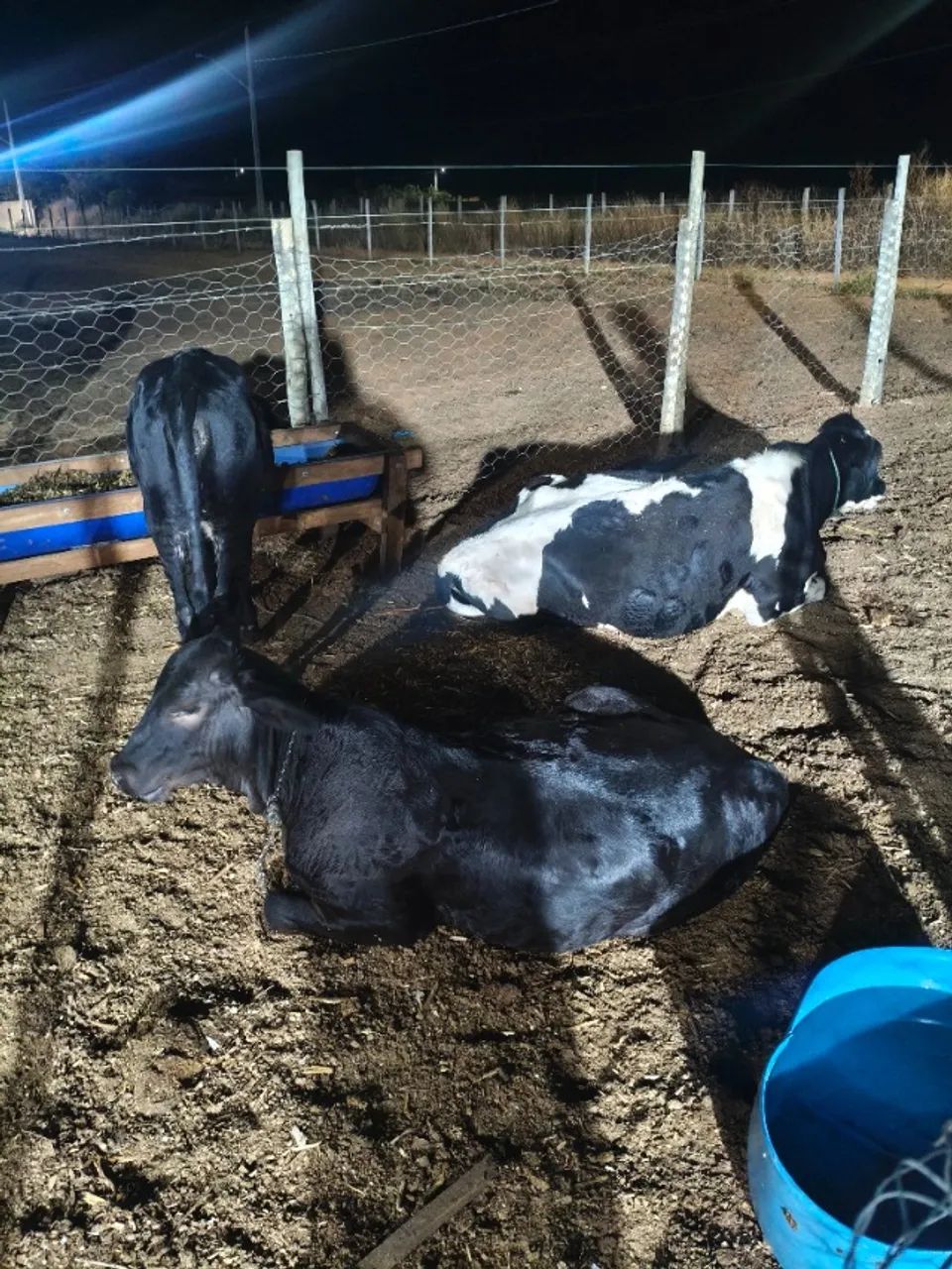 Vacas  - Foto 5