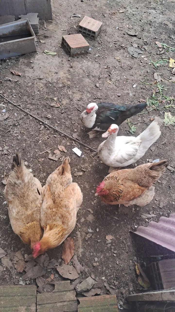 Galinhas e patas - Foto 2