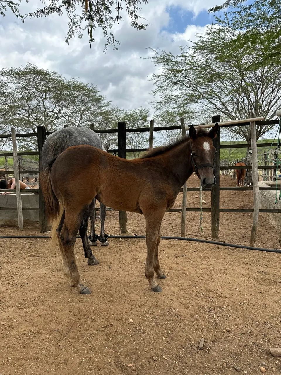 POTRA TORDILHA  - Foto 2