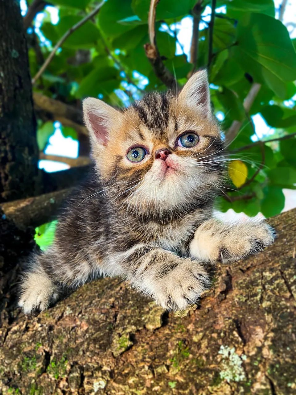 Gato Persa e Exótico  - Foto 6